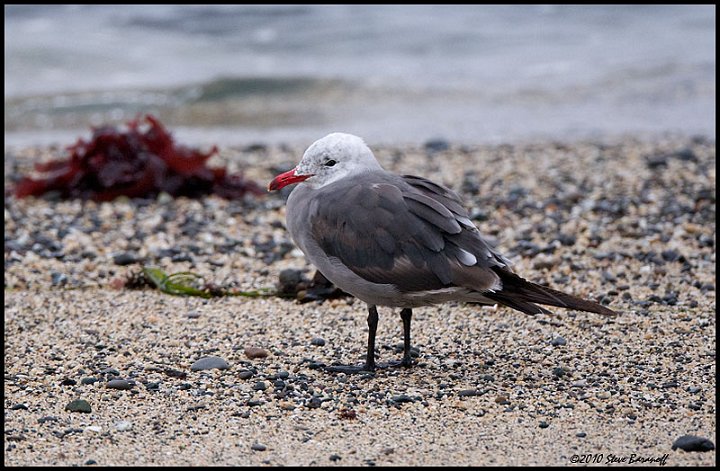 _0SB3991heermanns gull.jpg